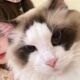 Kucing sedih