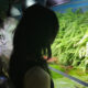 novcy