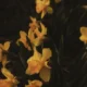 uiui