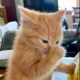 ucing oyen