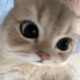 buby